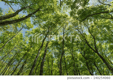 A refreshing early summer scene, looking up at the trees with their fresh green leaves. A refreshing early summer scene, looking up at the trees with their fresh green leaves. 140254060