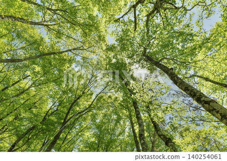 A refreshing early summer scene, looking up at the trees with their fresh green leaves. 140254061