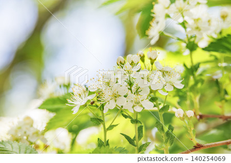 Delicate white flowers blooming amidst the fresh green leaves Delicate white flowers blooming amidst the fresh green leaves 140254069