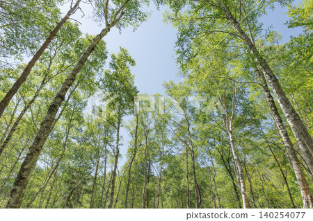 A forest of white birch trees and fresh green leaves stretching straight up towards the blue sky A forest of white birch trees and fresh green leaves stretching straight up towards the blue sky 140254077