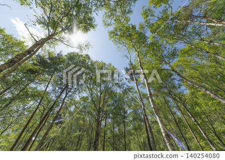 A forest of white birch trees and fresh green leaves stretching straight up towards the blue sky A forest of white birch trees and fresh green leaves stretching straight up towards the blue sky 140254080