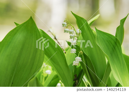 美麗的鈴蘭花朵成簇盛開。 美麗的鈴蘭花朵成簇盛開。 140254119