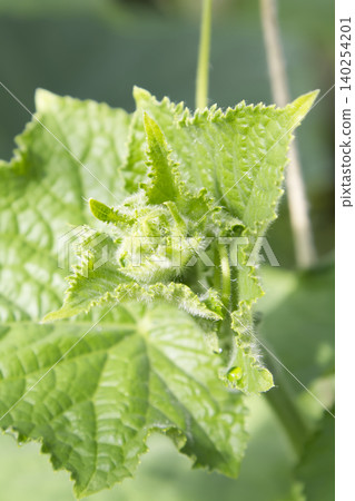 Young Green Cucumber Plant Tendrils and Leaves Closeup Young Green Cucumber Plant Tendrils and Leaves Closeup 140254201