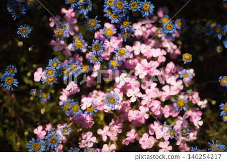 Clusters of brightly colored small flowers blooming in the soft sunlight of twilight. Clusters of brightly colored small flowers blooming in the soft sunlight of twilight. 140254217