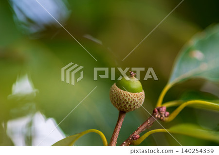 A close-up of a fresh, green acorn. A close-up of a fresh, green acorn. 140254339