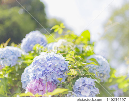 Blue hydrangeas in nature Blue hydrangeas in nature 140254397