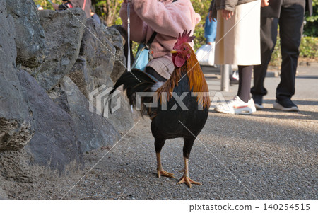 A chicken walking around the grounds of Atsuta Shrine A chicken walking around the grounds of Atsuta Shrine 140254515