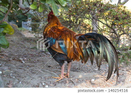 A chicken walking around the grounds of Atsuta Shrine A chicken walking around the grounds of Atsuta Shrine 140254516