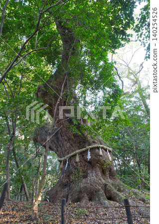 The Great Camphor Tree of Atsuta Shrine and the Silence of the Forest The Great Camphor Tree of Atsuta Shrine and the Silence of the Forest 140254526