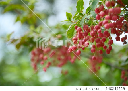一簇簇紅色吊鐘花在柔和的光線下閃閃發光 一簇簇紅色吊鐘花在柔和的光線下閃閃發光 140254529