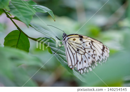 A beautiful Great Mormon butterfly rests its wings on a green leaf. A beautiful Great Mormon butterfly rests its wings on a green leaf. 140254545