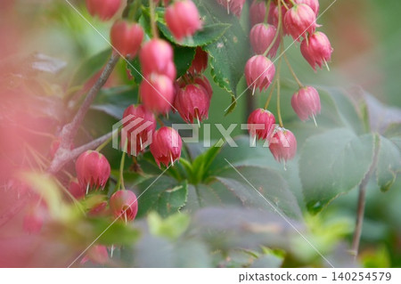 Clusters of red enkianthus flowers floating in the soft bokeh. Clusters of red enkianthus flowers floating in the soft bokeh. 140254579