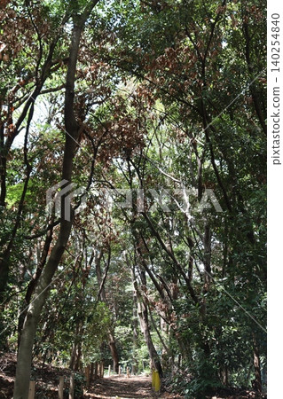 許多樹木枯死,很可能是由於異常天氣導致降雨不足所致。 許多樹木枯死,很可能是由於異常天氣導致降雨不足所致。 140254840