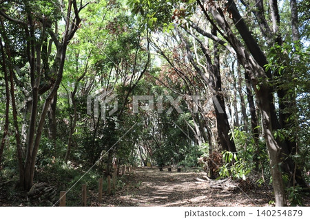 Many trees are standing dead, likely due to a lack of rain caused by abnormal weather. Many trees are standing dead, likely due to a lack of rain caused by abnormal weather. 140254879