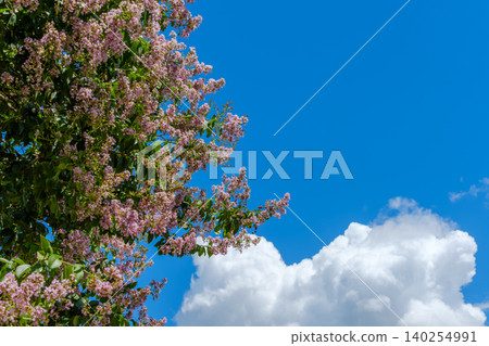 Pink crape myrtle trees blooming against the blue sky and white cumulonimbus clouds. Pink crape myrtle trees blooming against the blue sky and white cumulonimbus clouds. 140254991