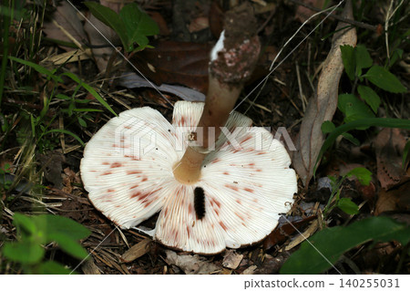 Image of the discolored underside gills and stem of the white cap of the *Gandhara* mushroom (Macro photography of fungi and mushroom ecology in the Japanese Outdoor Field) Image of the discolored underside gills and stem of the white cap of the *Gandhara* mushroom (Macro photography of fungi and mushroom ecology in the Japanese Outdoor Field) 140255031