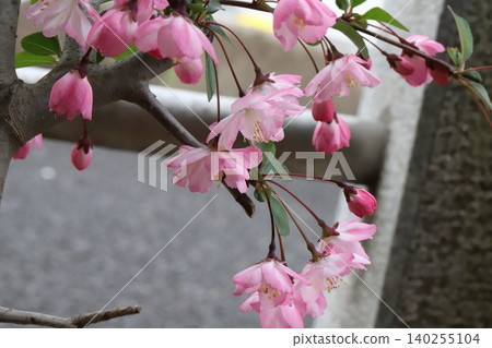Pink flowers of the flowering crabapple tree blooming in the spring garden 140255104