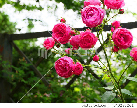 Fukaya Green Kingdom - Roses 140255261