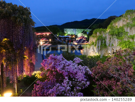 Ashikaga is a flower park wisteria and azalea Ashikaga is a flower park wisteria and azalea 140255289