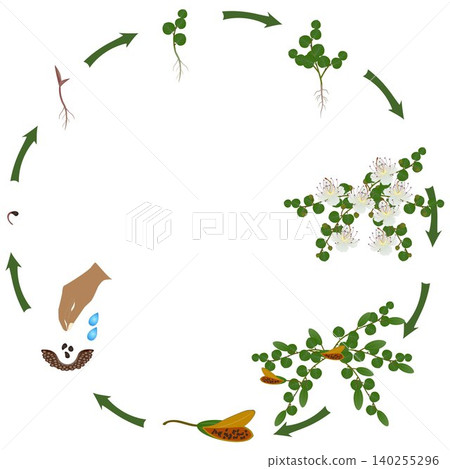 Life cycle of a caper plant growth on a white background. Life cycle of a caper plant growth on a white background. 140255296