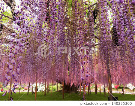 Ashikaga Flower Park "Miracle Wisteria" Evening View 1 Ashikaga Flower Park "Miracle Wisteria" Evening View 1 140255300
