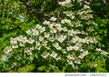 [Azumino City, Nagano Prefecture] Alps Azumino National Park - Cornus kousa flowers 140255315