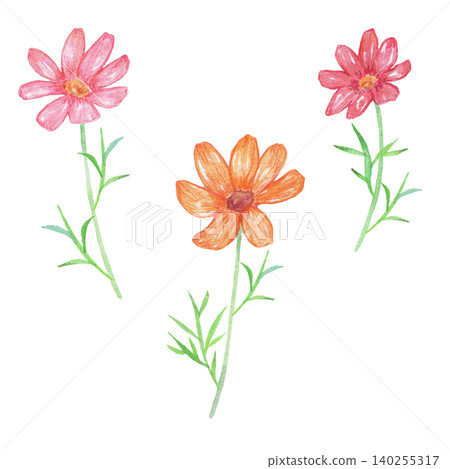 Watercolor cosmos illustration Watercolor cosmos illustration 140255317