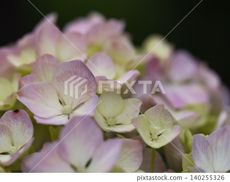 Hydrangeas in macro photography 140255326