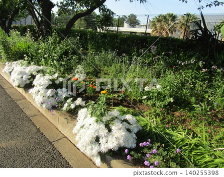 Salvia, dusty miller, marigolds, and portulaca flowers in the Kojima Flower Society's flower garden. Salvia, dusty miller, marigolds, and portulaca flowers in the Kojima Flower Society's flower garden. 140255398