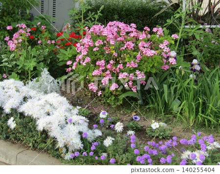 Purple verbena flowers, petunia flowers, and ice plant geranium flowers Purple verbena flowers, petunia flowers, and ice plant geranium flowers 140255404