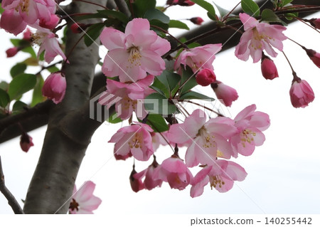 春日花園裡盛開的粉紅色海棠花 140255442