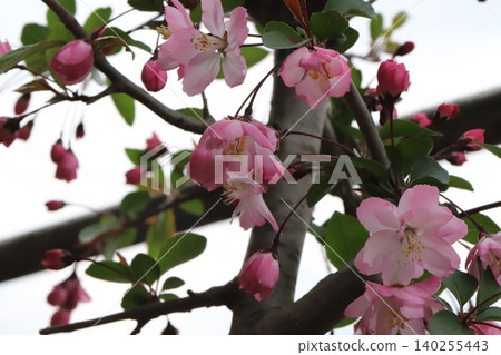 春日花園裡盛開的粉紅色海棠花 140255443