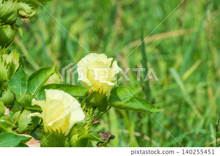 Pale yellow cotton buds and flowers blooming in the summer sunlight. Pale yellow cotton buds and flowers blooming in the summer sunlight. 140255451