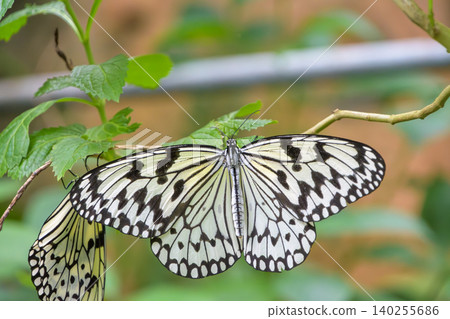 A large white butterfly spreads its wings on a green leaf. A large white butterfly spreads its wings on a green leaf. 140255686