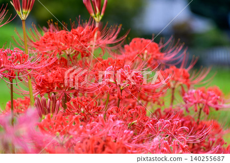 Bright red spider lilies blooming in clusters across the autumn fields. Bright red spider lilies blooming in clusters across the autumn fields. 140255687
