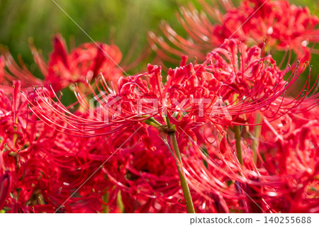 A close-up of spider lilies shining beautifully in the autumn sunlight. A close-up of spider lilies shining beautifully in the autumn sunlight. 140255688