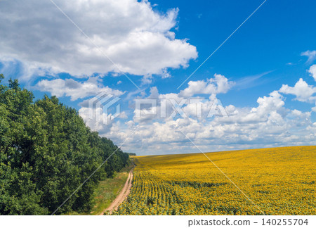 Rural dirt road along the field of sunflowers. Picturesque sunflower field, top view. The rural landscape on a summer sunny day. Nature background Rural dirt road along the field of sunflowers. Picturesque sunflower field, top view. The rural landscape on a summer sunny day. Nature background 140255704