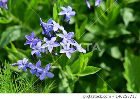 藍星花(夾竹桃科),藍星花屬。 藍星花(夾竹桃科),藍星花屬。 140255713