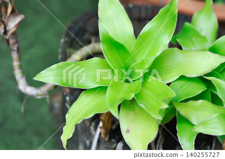 Basket Plant, Chain Plant or Inch Plant or Callisia fragrans or Commelinaceae Basket Plant, Chain Plant or Inch Plant or Callisia fragrans or Commelinaceae 140255727