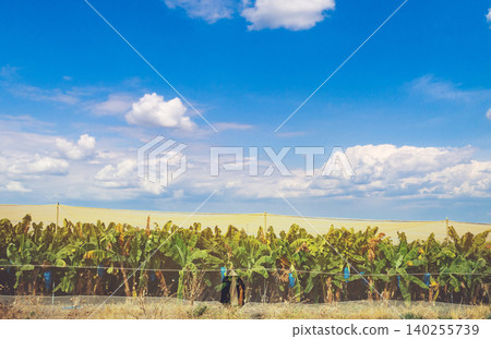 Banana plantation covered by a net on a sunny day against a blue sky. Nature of tropical landscape 140255739