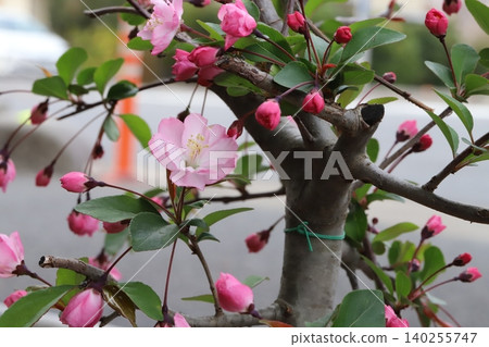 Pink flowering crabapple blossoms in the spring garden Pink flowering crabapple blossoms in the spring garden 140255747