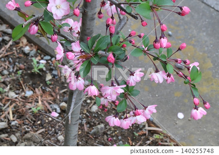 Pink flowering crabapple blossoms in the spring garden Pink flowering crabapple blossoms in the spring garden 140255748