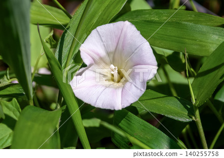 小葉懸鉤子（Rubus parvifolius）的花朵，一種野生草莓[薔薇科] 140255758