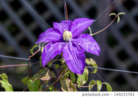 Clematis 'Latherstan', a blue-violet variety known as the queen of climbing vines. Clematis 'Latherstan', a blue-violet variety known as the queen of climbing vines. 140255761
