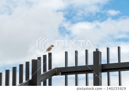 A sparrow perched on a black fence post against a blue sky. A sparrow perched on a black fence post against a blue sky. 140255929