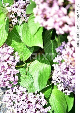 Light purple forehead hydrangea 140256079