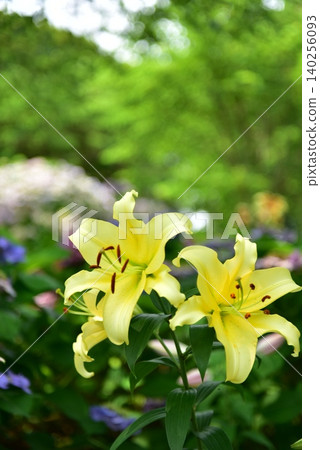 Yellow lily 140256093