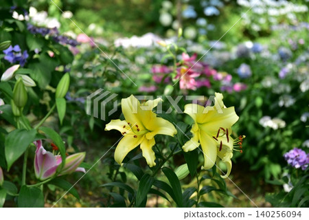 Yellow lily 140256094