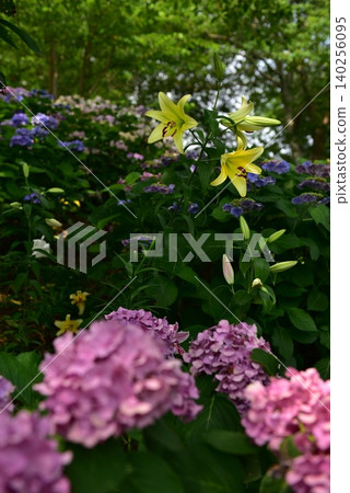 Colorful hydrangea Colorful hydrangea 140256095