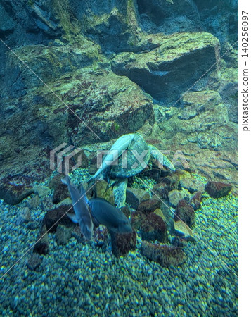 一條魚趴在海龜背上。 一條魚趴在海龜背上。 140256097